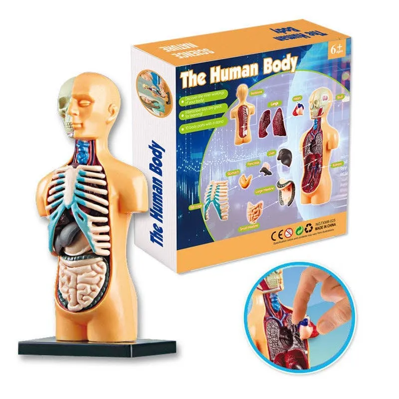 Human Anatomy & Biology Science Toy In Bulk — wholesale Toys & Games by the case