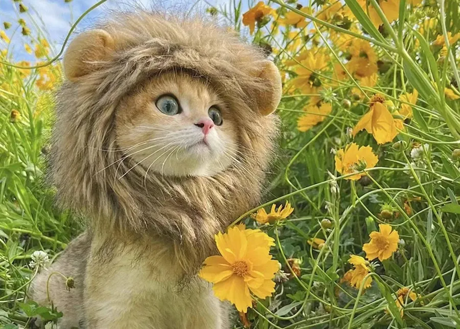 Lion Wig Headgear for Kittens - Bulk — wholesale Pet by the case
