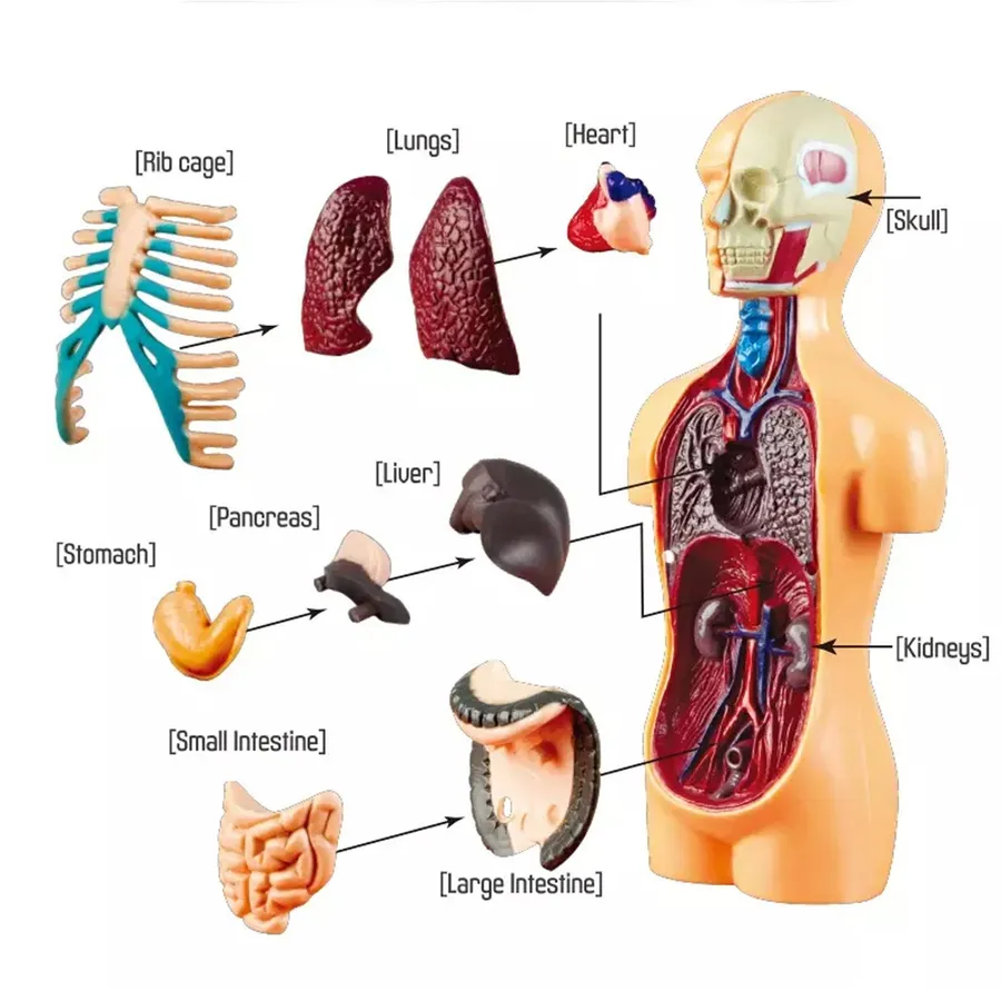 Toyarina Anatomy 3D Human Body Puzzle - Educational STEM Toy & Sensory Anatomy Model for Kids — wholesale Fidgets & Sensory by the case