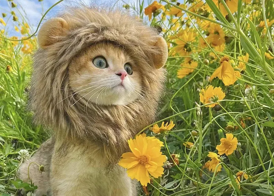 Adjustable Lion Wig Cat Costume — wholesale Apparel & Accessories by the case