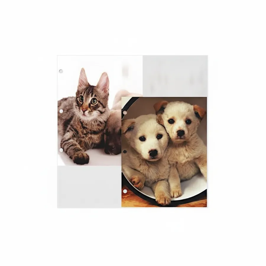 Cute Cat and Dog 2-Pocket Folders - School Supplies and Classroom Stationery — wholesale Stationery & Office by the case